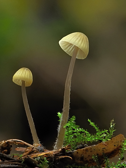 prilbička Mycena sp.