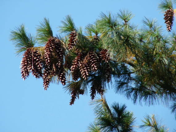 bohatá úroda Pinus wallichiana