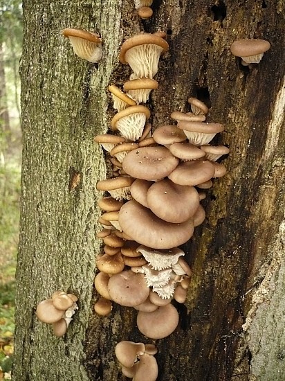 hliva ustricovitá Pleurotus ostreatus (Jacq.) P. Kumm.