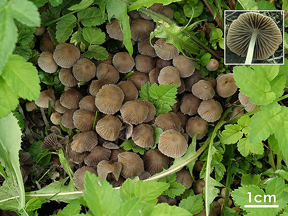 drobuľka malá Psathyrella pygmaea (Bull.) Singer