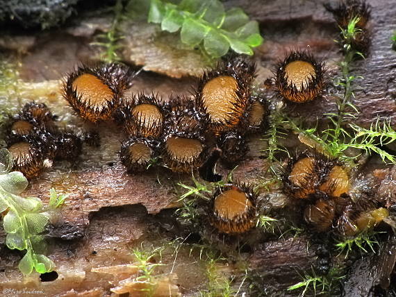 štítovnička Scutellinia sp.