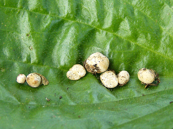 tuber sp. Tuber.sp