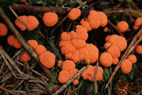 jahodník sasankovitý  Tubifera ferruginosa (Batsch) J.F. Gmel.