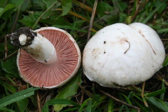 pečiarka poľná Agaricus campestris L.