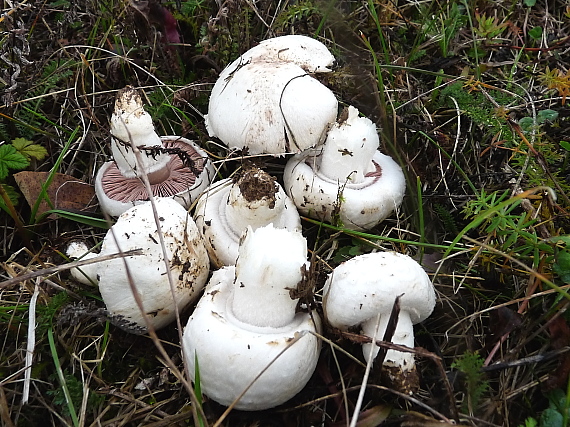 pečiarka malá Agaricus comtulus Fr.