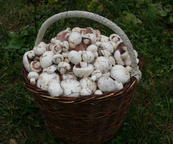 pečiarka Agaricus sp.