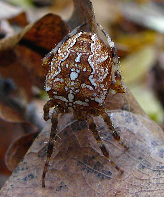 križiak obyčajný Araneus diadematus