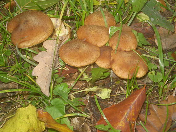 podpňovka Armillaria sp.