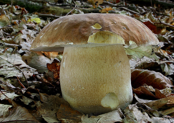 hríb dubový Boletus reticulatus Schaeff.