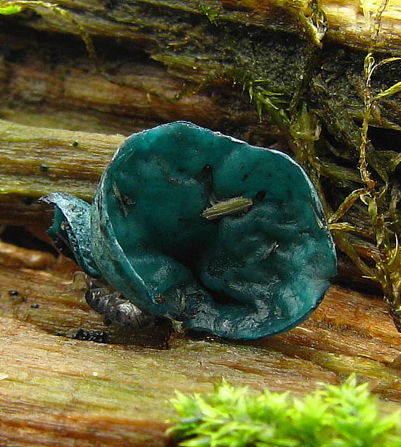 zelenica  Chlorociboria sp.