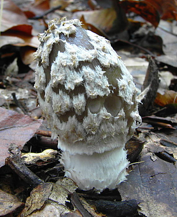 hnojník strakatý  Coprinopsis picacea (Bull.) Redhead, Vilgalys & Moncalvo