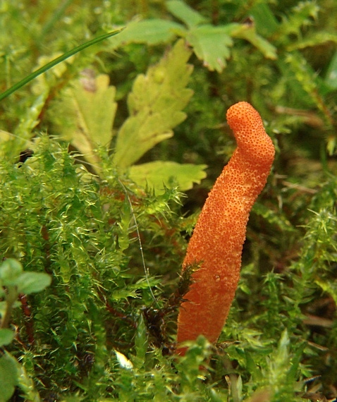 žezlovka hmyzová Cordyceps militaris (Fr.) Link