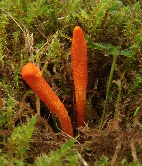 žezlovka hmyzová Cordyceps militaris (Fr.) Link