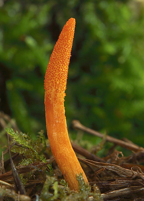 žezlovka hmyzová Cordyceps militaris (Fr.) Link