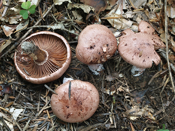 šťavnačka vínovočervená Hygrophorus capreolarius Kalchbr.