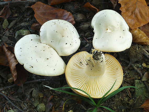 šťavnačka slonovinová Hygrophorus eburneus (Bull.) Fr.