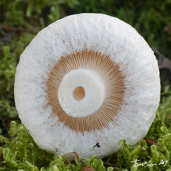 rýdzik chĺpkatý Lactarius pubescens (Fr.) Fr.