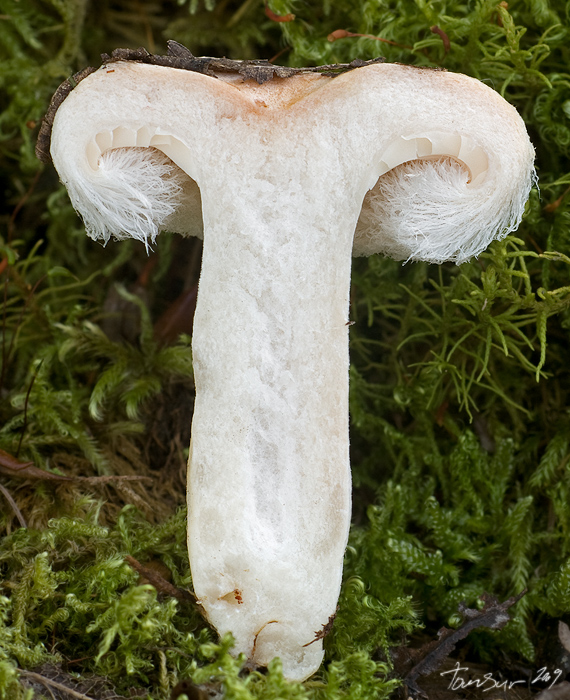 rýdzik chĺpkatý Lactarius pubescens (Fr.) Fr.