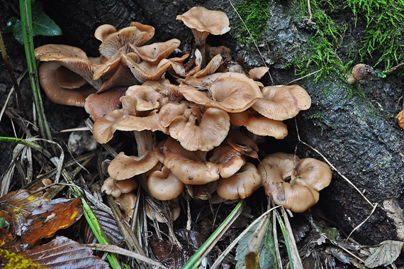 húževnatček ulitovitý Lentinellus cochleatus (Pers.) P. Karst.