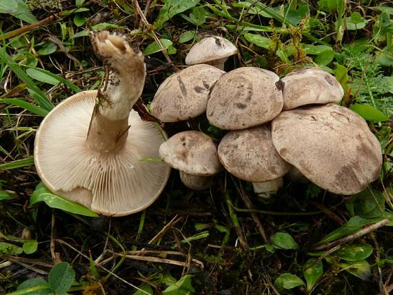 líha nahloučená - Strmulec nakopený Lyophyllum decastes  (Fr.) Singer