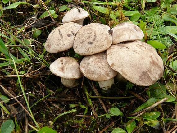 líha nahloučená - Strmulec nakopený Lyophyllum decastes  (Fr.) Singer