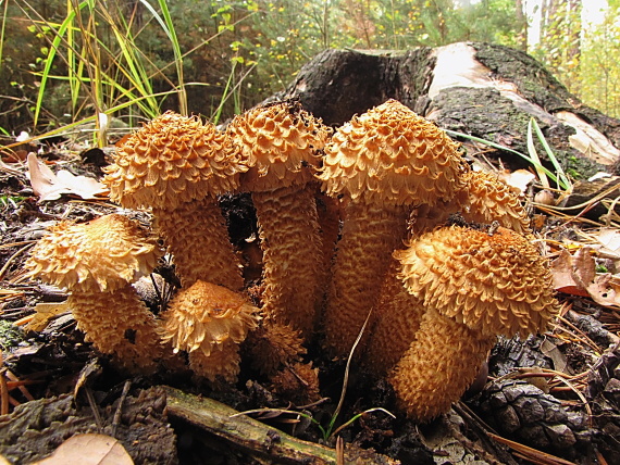 šupinovka kostrbatá Pholiota squarrosa (Vahl) P. Kumm.