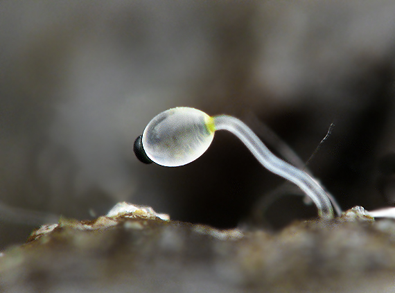 mrštec jagavý Pilobolus crystallinus (F.H. Wigg.) Tode