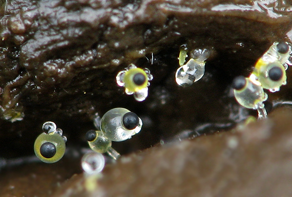 mrštec jagavý Pilobolus crystallinus (F.H. Wigg.) Tode