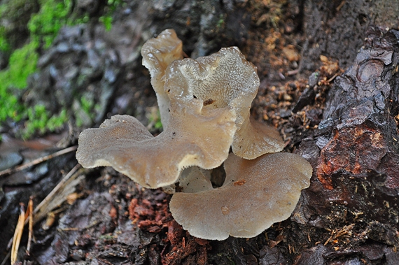 pajelenka želatínová Pseudohydnum gelatinosum (Scop.) P. Karst.