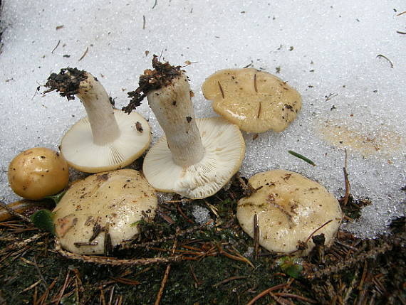 plávka hlinovožltá Russula ochroleuca Fr.