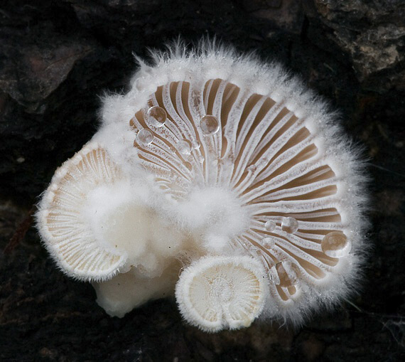 klanolupeňovka obyčajná Schizophyllum commune Fr.