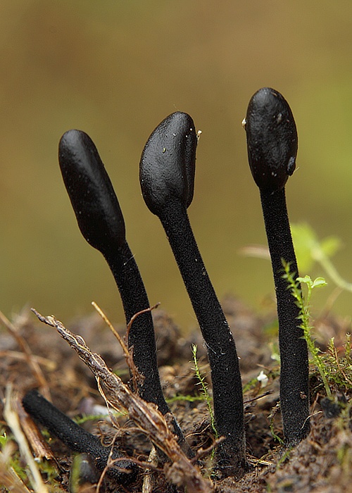 pajazýček chlpatý  Trichoglossum hirsutum (Pers.) Boud.