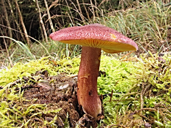 čírovec červenožltý Tricholomopsis rutilans (Schaeff.ex Fr.) Sing.