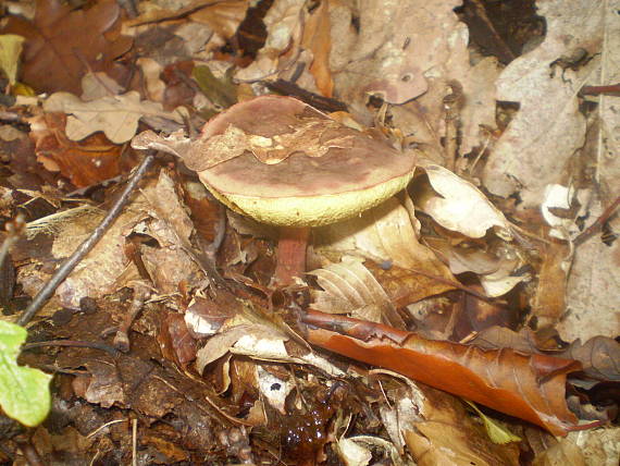 suchohríb zamatový Xerocomellus pruinatus (Fr.) Šutara