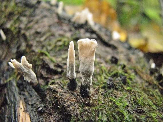 drevnatec parohatý Xylaria hypoxylon (L.) Grev.