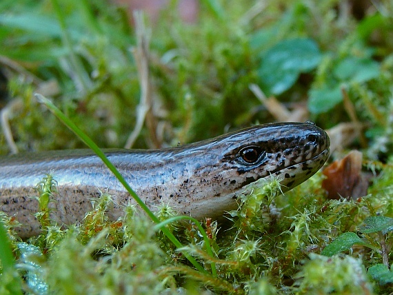 slepúch lámavý Anguis fragilis