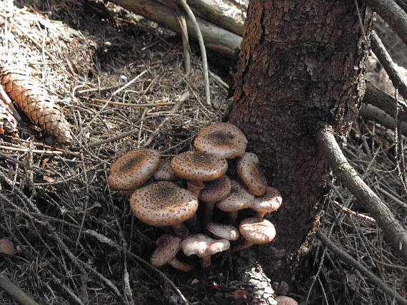 podpňovka Armillaria sp.