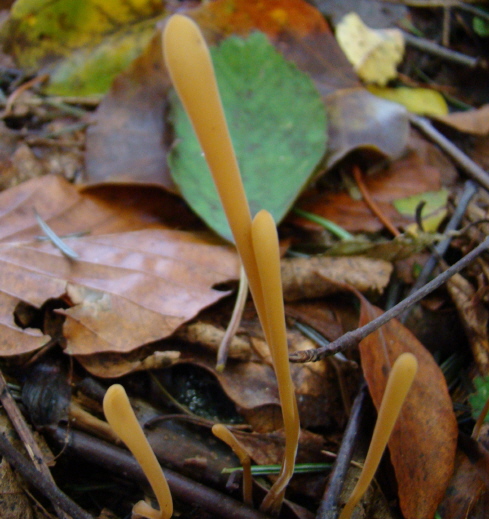 kyjačik Clavaria sp.