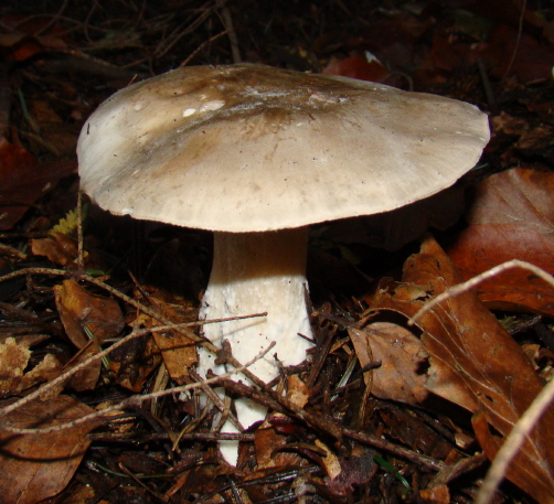 strmuľka inovaťová Clitocybe nebularis (Batsch) P. Kumm.