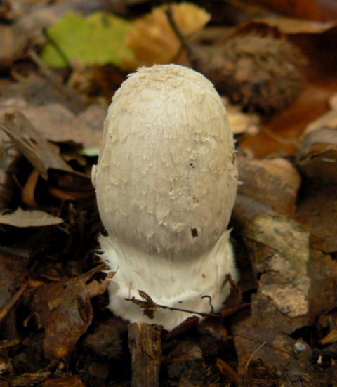 hnojník strakatý  Coprinopsis picacea (Bull.) Redhead, Vilgalys & Moncalvo