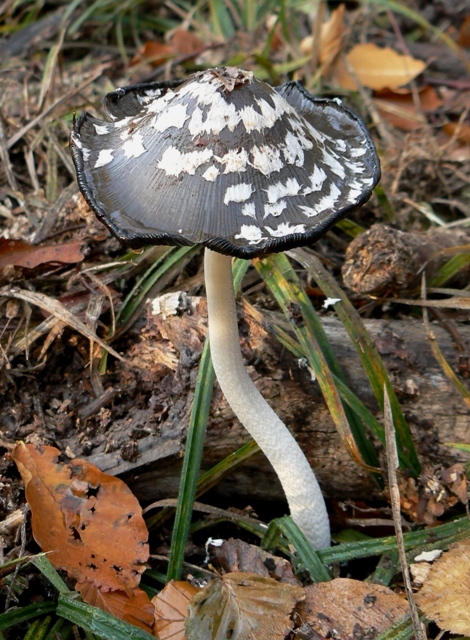 hnojník strakatý Coprinopsis picacea (Bull.) Redhead, Vilgalys & Moncalvo