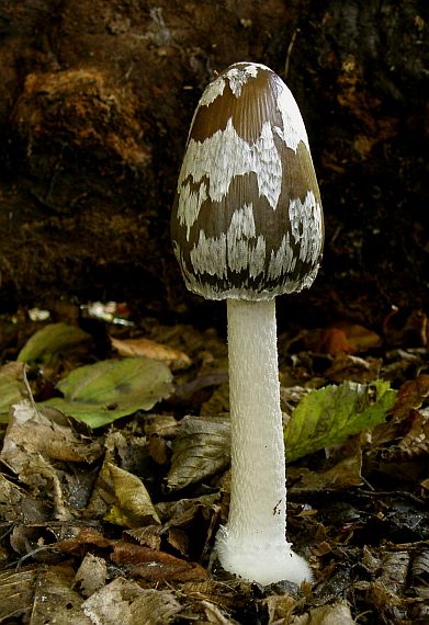 hnojník strakatý Coprinopsis picacea (Bull.) Redhead, Vilgalys & Moncalvo