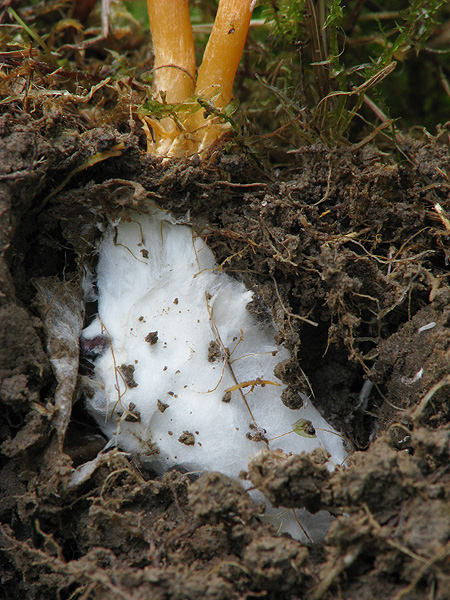 žezlovka hmyzová Cordyceps militaris (Fr.) Link