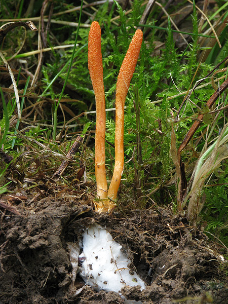 žezlovka hmyzová Cordyceps militaris (Fr.) Link