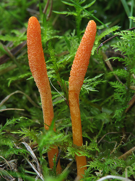 žezlovka hmyzová Cordyceps militaris (Fr.) Link