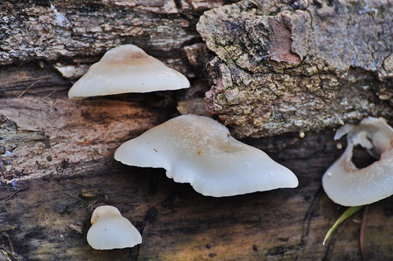 pahliva mäkká Crepidotus mollis (Schaeff.) Staude