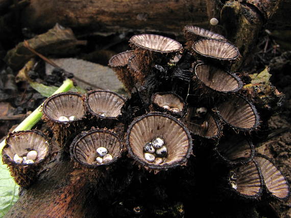 čiaškovec pásikavý Cyathus striatus (Huds.) Willd.