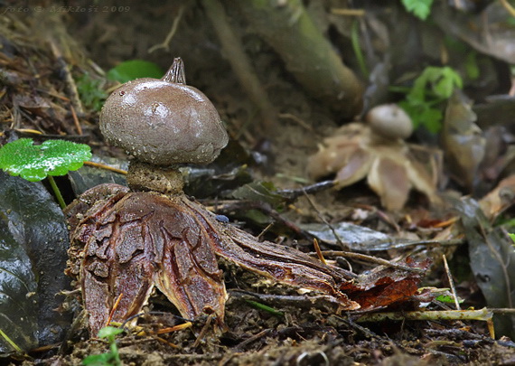 hviezdovka golierikovitá Geastrum striatum DC.