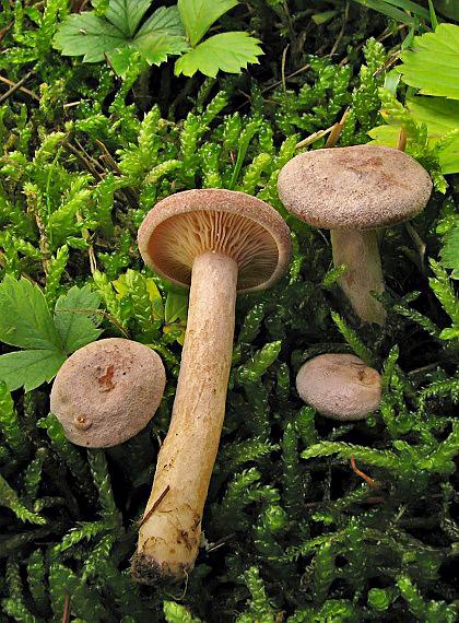 rýdzik voňavý Lactarius glyciosmus (Fr.) Fr.