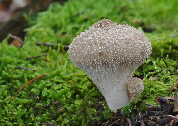 prášnica bradavičnatá Lycoperdon perlatum Pers.